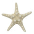 creamy white thorny starfish
